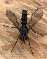 Mintho rufiventris