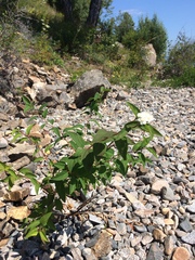 Spiraea flexuosa