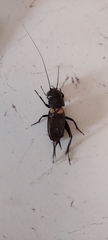 Gryllus bimaculatus