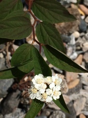 Spiraea flexuosa