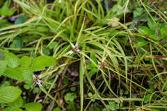 Rhynchospora nervosa