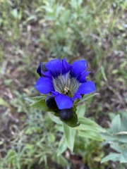 Gentiana parryi