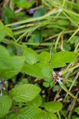 Rubus niveus