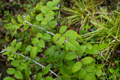 Rubus niveus