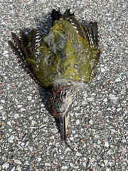 Picus viridis