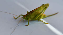 Tettigonia cantans