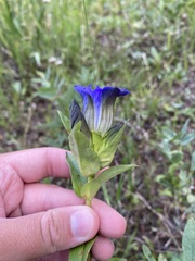 Gentiana parryi