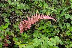 Blechnum