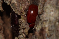 Paropsisterna