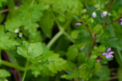 Cuphea carthagenensis