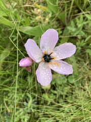 Drosera cistiflora