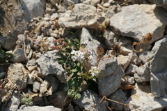 Iberis simplex
