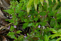 Cuphea carthagenensis