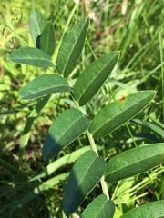 Vicia amoena
