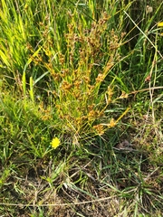 Juncus tenuis