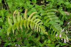 Blechnum