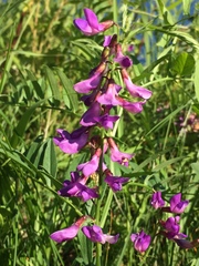Vicia amoena