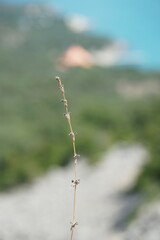 Galium verticillatum