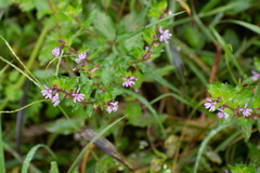 Cuphea carthagenensis