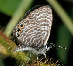 Leptotes parrhasioides