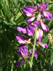 Vicia amoena