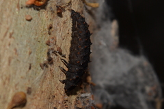 Lycidae
