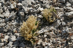 Sedum acre