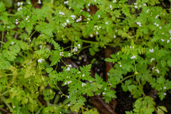 Valeriana chaerophylloides