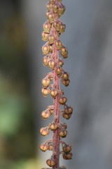 Pterospora andromedea