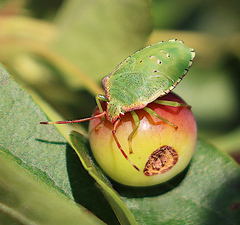 Acanthosoma haemorrhoidale