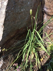 Hemerocallis minor