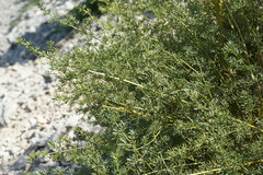 Ferulago galbanifera