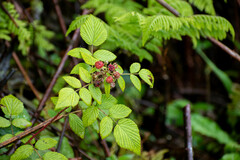 Rubus niveus
