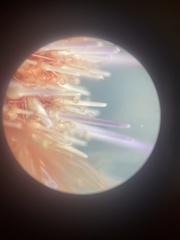 Psammechinus miliaris