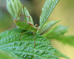 Leptophyes punctatissima
