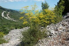 Ferulago galbanifera