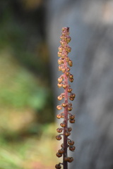 Pterospora andromedea