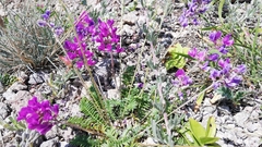 Oxytropis coerulea coerulea