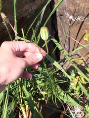 Lilium pumilum