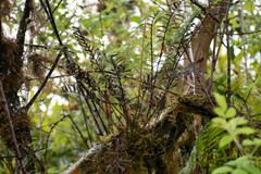 Polypodiaceae