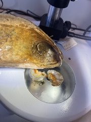 Pododesmus patelliformis