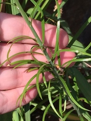 Lilium pumilum