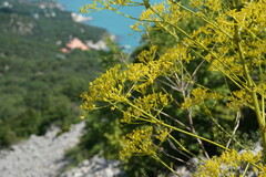 Ferulago galbanifera
