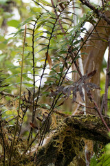 Polypodiaceae