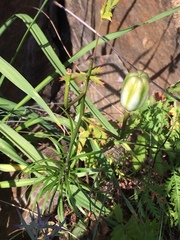Lilium pumilum