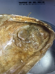 Pododesmus patelliformis