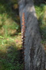 Pterospora andromedea