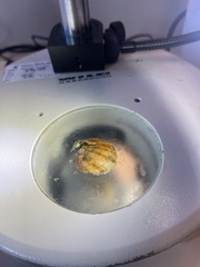 Pododesmus patelliformis