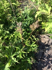 Filipendula palmata