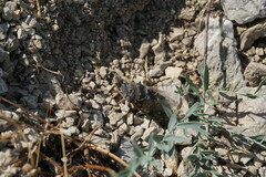 Lyristes plebejus